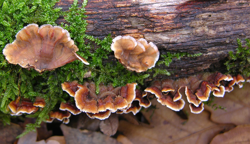 In bosco di Quercus cerris(7). (Stereum gausapatum)